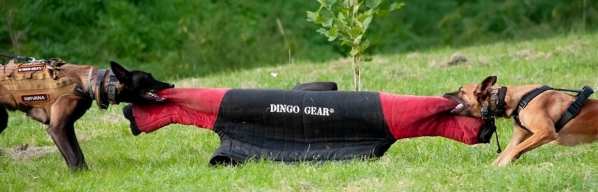 b53916006cfecbe3f014ad7fbff509c9