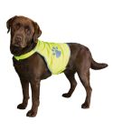 brauner Labrador mit gelb-reflektierender Sicherheitsweste, silber-graue Pfote ist auf der Weste